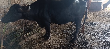 ભેંસ વેચવાની છે