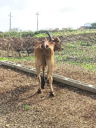 બળદ વેચવા નો છે