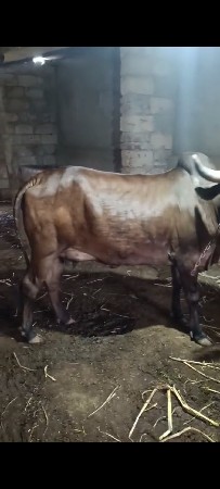 વેચવાની