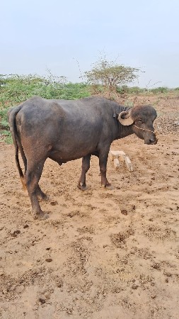 આ પાડો વેશ્વાનો સે