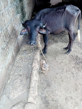 જાફરાબાદી પાડી વેચવાની છે
