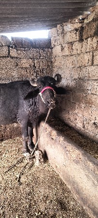 ભેંસ વેચવાની છે