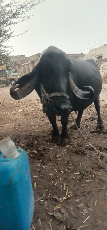 ભેંશ વેચવાની છે