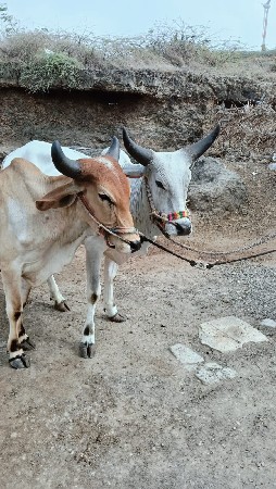 ગોધલા વેચવાના છે