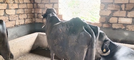 આ ભેંસ વેચવાની છે