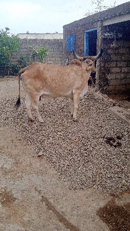 ગાયુ