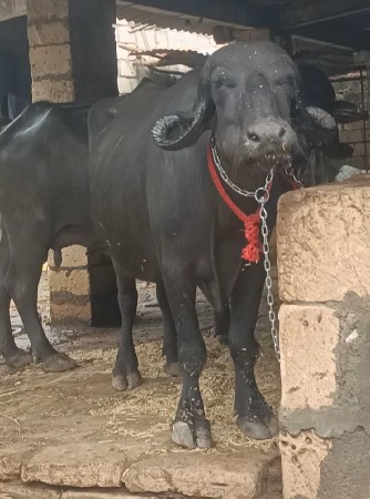 બે ભેંસ વેચવાની છે.