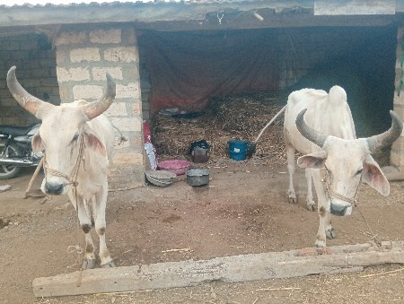 ગોઢલા છે
