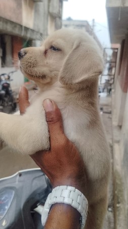 lebra puppy