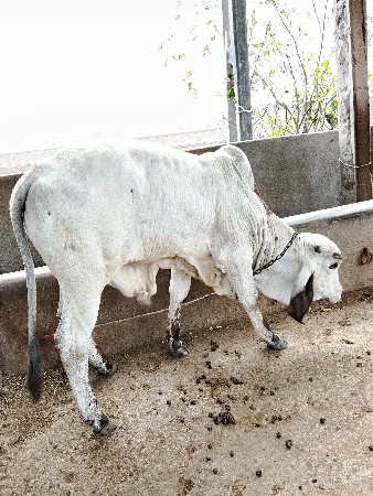 bull
