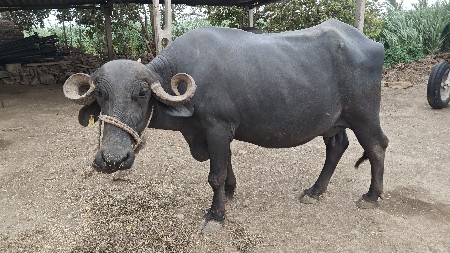 ભેંશ વેચવાની છે