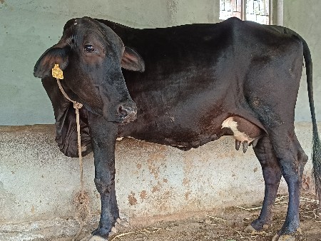 સાટા પણ કરશું
