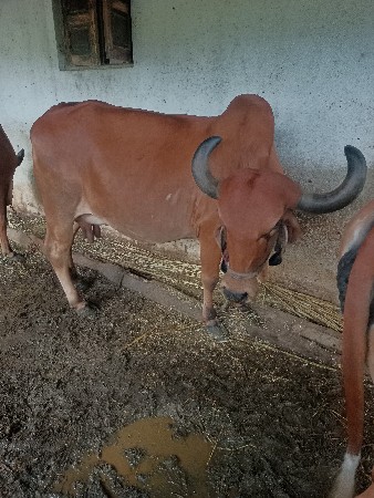 ગાય વેસવા ની સે