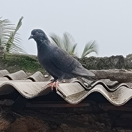 આ કબુતરા વેચવાનો છે