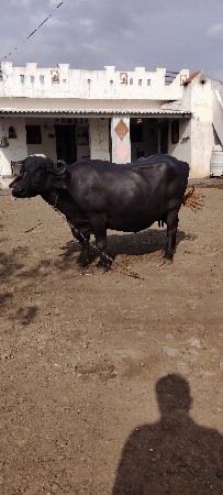 ભેંસ વેચવાની છે