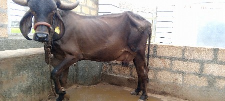 ગાય વેચવાની છે