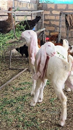 હૈદરાબાદી બચ્ચા