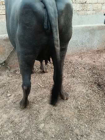 ખળેલી