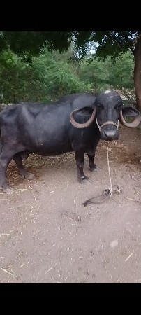 વેચવાની