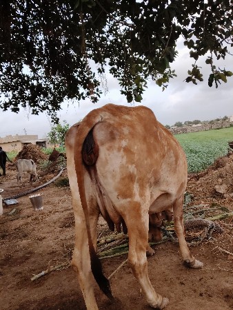 ગાય વેચવાની છે