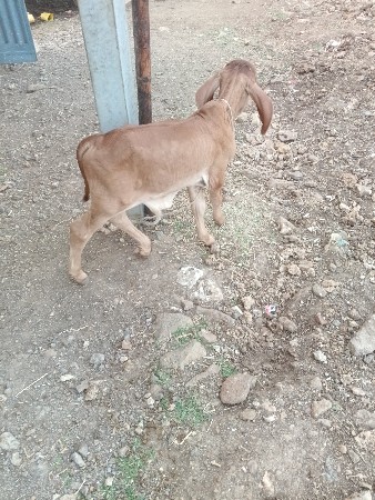 પેલુ વેતરુ વીયાણલ છે નીચે વાછરડો