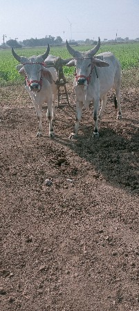 godhala vechavana chhe