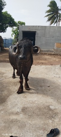 ભેંસ વેચવાની છે