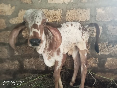 ગીર ગાય