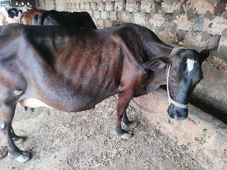 Hf કોર્ષ ગાય વેચવા ની છે ૩જુ વેતર