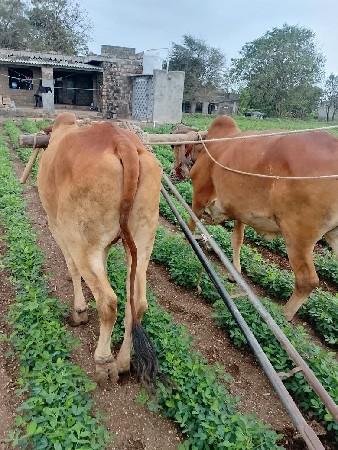 બીજી ધર ના સે