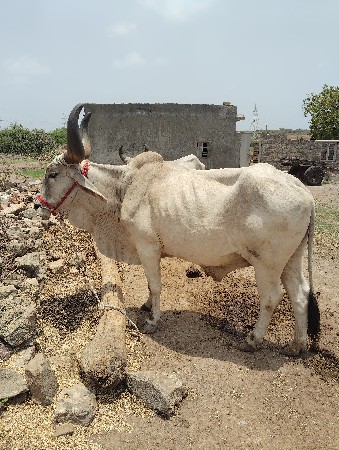 બળદ વેચવાનો છે