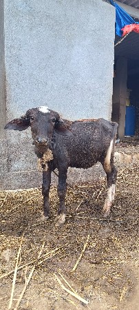 1 વર્ષ નો