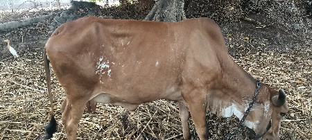 ગાય વેચવાની છે