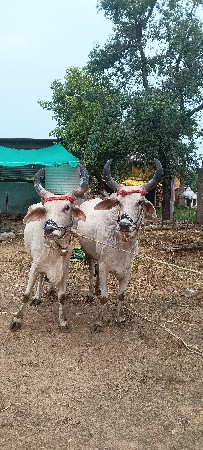 બિજી ધર