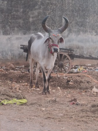 શિવ સાહેબ