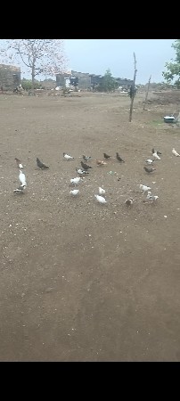 ૧૫-૨૦ કબુતર છે
