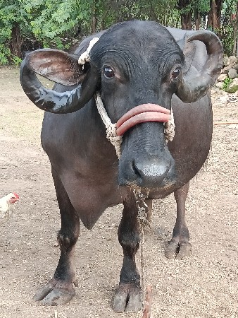 બીજું વેધર ભેંસ વેચવાની છે