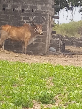 ફુલ જવાદા થી
