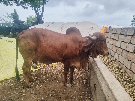 ગીર ગાય વેચવાની છે