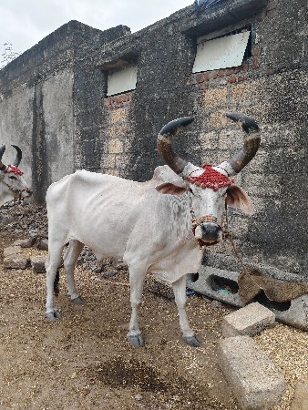 બળદ. વેચવાના છે