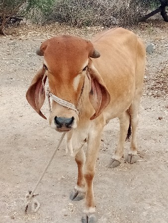 હોડકી વેસવાની છે