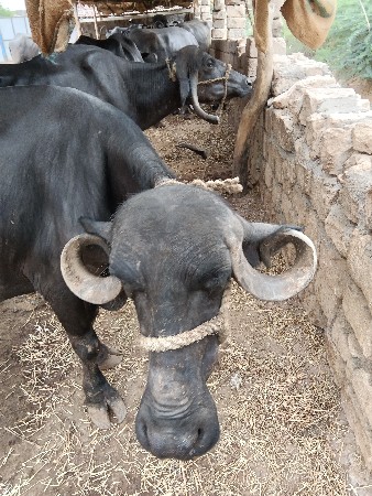 Bardi ni kachi se