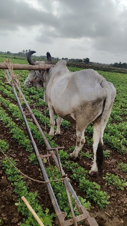 બળદ વેસવાનો છે