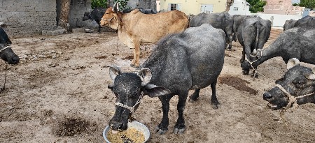 ભેંસ