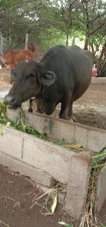 આ ભેંશ વેચવાની છે