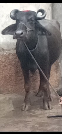 ભેંસ વેચવાનું છે 2 છે