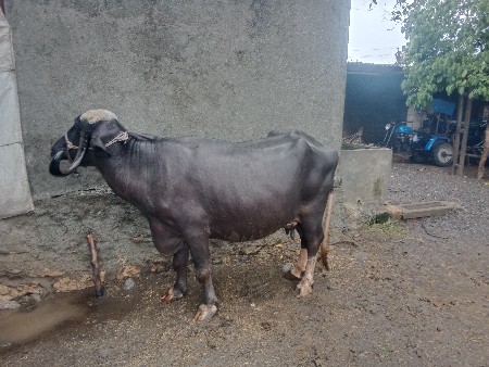 ભેંસ વેચવાની છે.