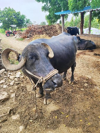🐃 વેચવાની છે – 2 ભેંસ 🐃