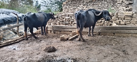 ભેંસ વેચવાની છે