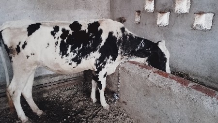 જરસી વાસડી વેચવાની છે